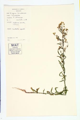 Canadian Horseweed; Canada Fleabane; Horseweed specimen